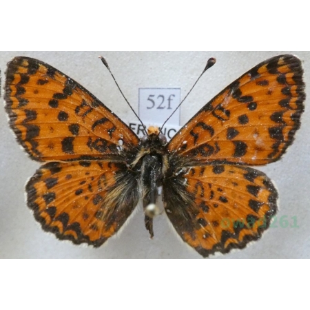 Melitaea didyma (Esper, 1778) female Przeplatka didyma France52f